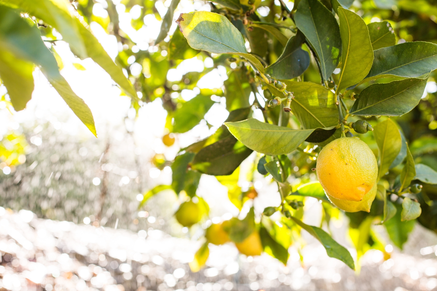 Health Benefits Of Lemon Water: Here’s Why You Should Drink Lemon Water During Winters