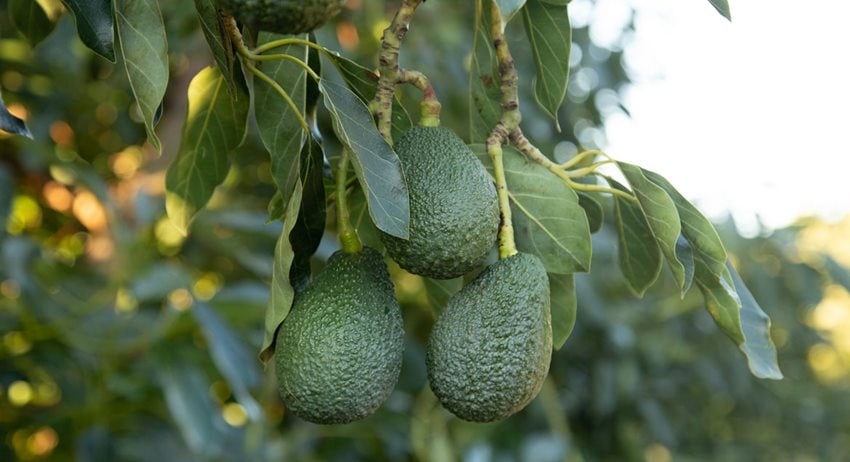 California Avocado and Covid-19